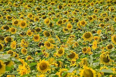 西山居GDC演讲，《解限机》运用VG突破游戏渲染效率难题